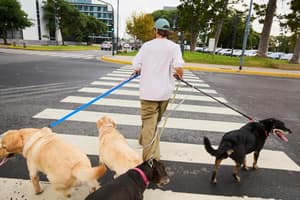 Man on zebra crossing with four dogs